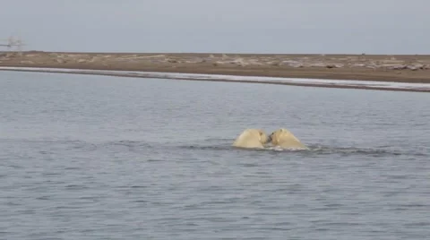Polar bear cubs play fighting in ocean Stock Footage 48938625