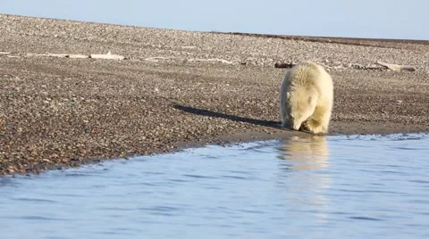 Polar bear cubs playing on beach Stock Footage 47005549