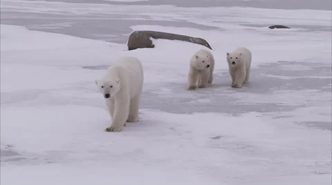 Polar bear with cubs walking on ice, Churchill, Manitoba, Canada 库存影片 44250318