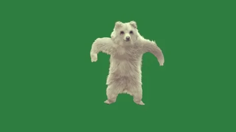 A polar bear is dancing on green screen and white dog standing its hinds Stock Footage 335147545