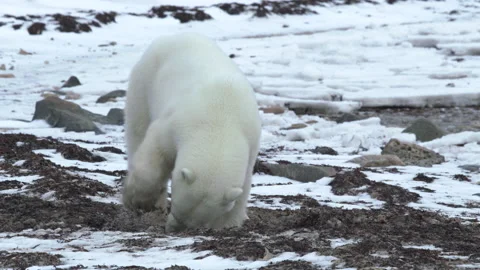 Polar Bear Digging, Head On Shot, 4k Stock Footage 149009049