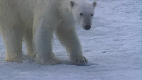 Polar bear Digging on ice, Arctic Ocean, Svalbard Stock Footage 127969138