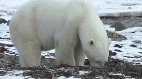 Polar Bear Digs on Icy Tidal Flats, Close Up, 4k Stock Footage 149008698