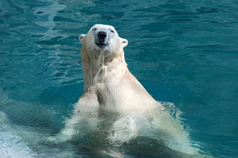Polar Bear Dip Stock Photos