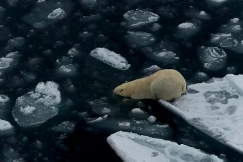 Polar bear diving Stock Photos