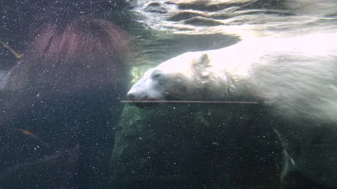 Polar bear diving in a Zoo, close up shot Stock Footage 168328099