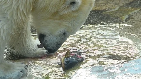 Polar bear eating fish Stock Footage 91568960