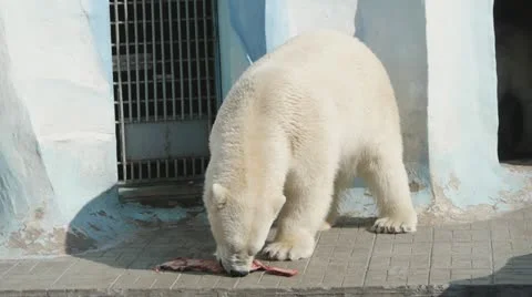 Polar bear eating Stock Footage 19386441