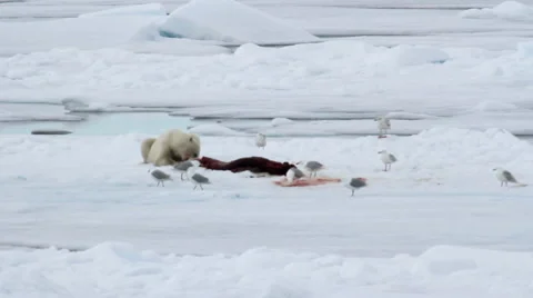 Polar bear eating seal on ice Stock Footage