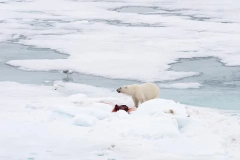 Polar bear eating seal on pack ice Stock Photos