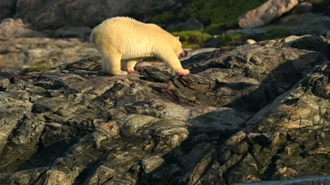 Polar Bear eating an unknown animal in Greenland waterfront rocky environment Vidéo 310161453