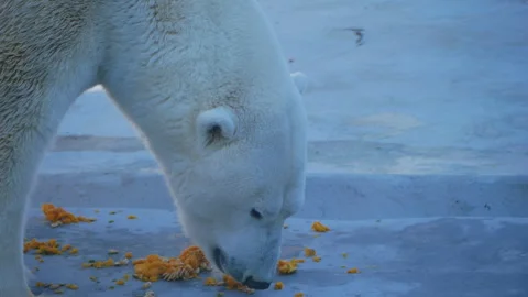 Polar bear eats pieces of pumpkin scattered on the ground. The action is shown Stock Footage 290465511