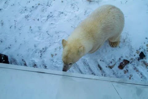 Polar Bear Exploring Snowy Landscape In Winter Stock Photos