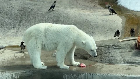 Polar bear feeding on meat while surrounded by crows in a zoo habitat with Video stock 338276099