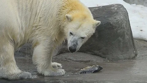Polar bear with the fish Stock Footage 69916071