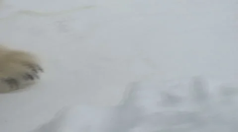 Polar bear foot Stock Footage 1073423