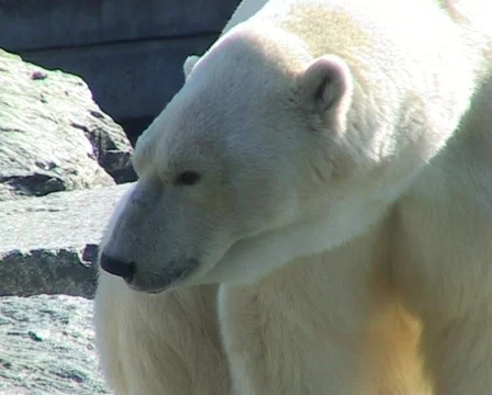 Polar bear Stockbeeldmateriaal 328891