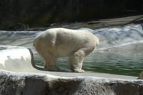 Polar Bear  動画素材 340299
