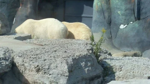 Polar bear Stock Footage 509274