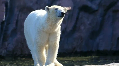 Polar bear Stock Footage 699395