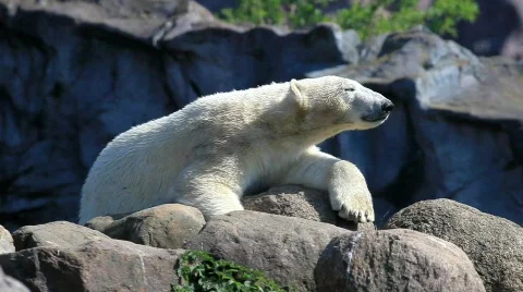 Polar bear Stock Footage 707183