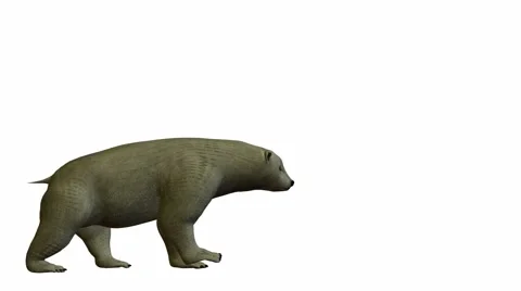 Polar bear Stock Footage 973857