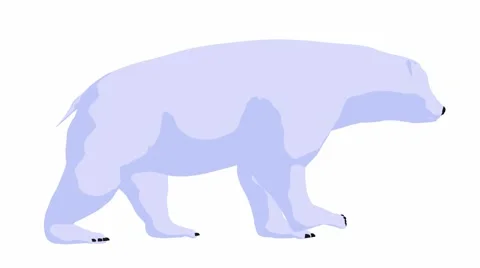 Polar bear Stock Footage 973864