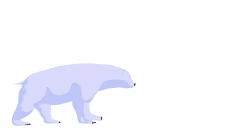 Polar bear Stock Footage 973868