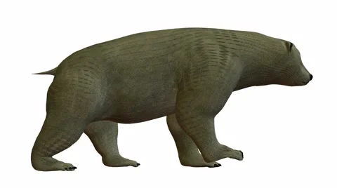 Polar bear Stock Footage 973902