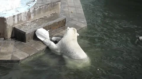 Polar bear Stock Footage 10573170