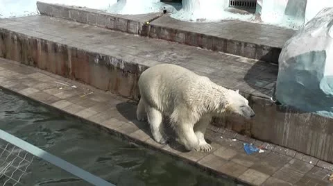 Polar bear Stock Footage 10573250