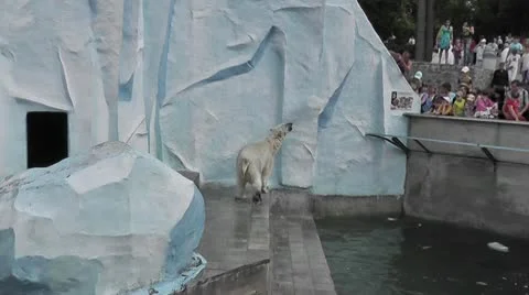 Polar bear Stock Footage 10573255