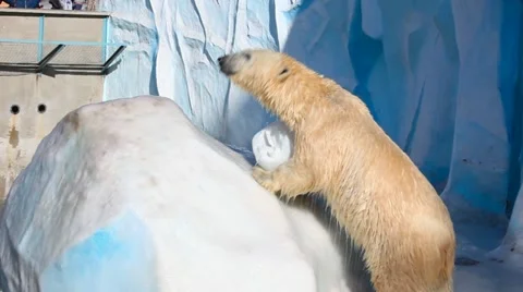 Polar bear. Stock Footage