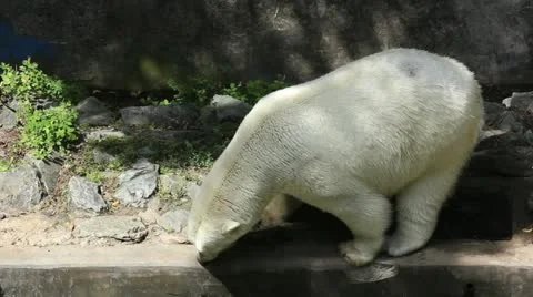Polar bear Stock Footage 11481055