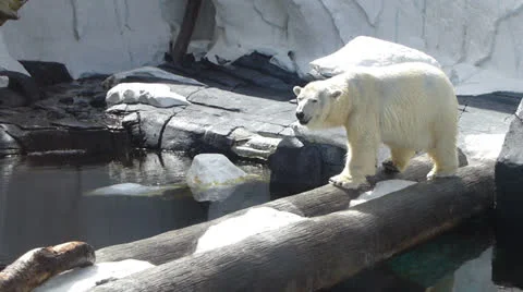 Polar Bear Stock Footage 22756207