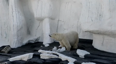 Polar bear Stock Footage 32481826
