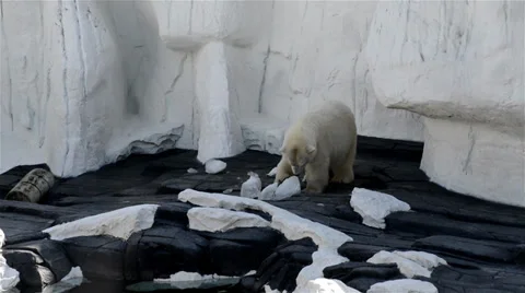 Polar bear Stock Footage 32481883