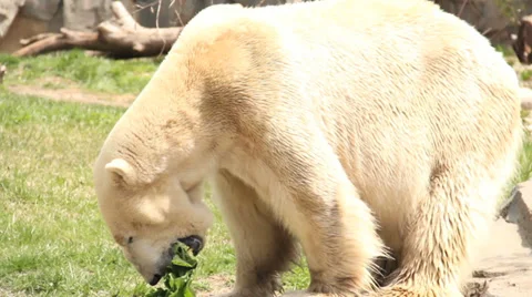 Polar Bear Stock Footage 33539992