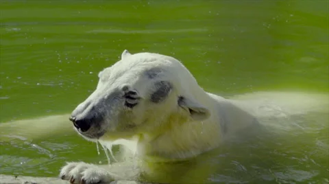 Polar bear Stock Footage 55341138