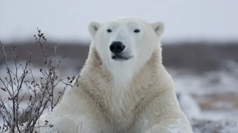 Polar bear Video stock 62835634