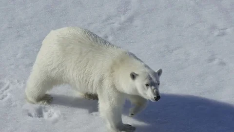 Polar bear Vidéo 83475044