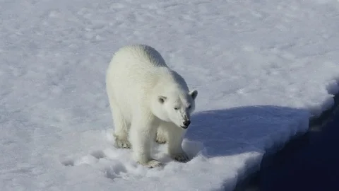 Polar bear Stock-Footage 83475118