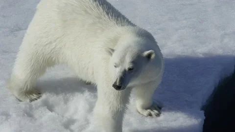 Polar bear Vídeos de archivo 142090071