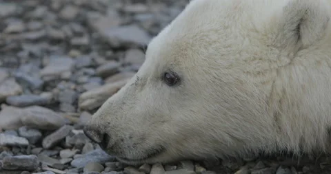 POLAR BEAR Stock Footage 151757083