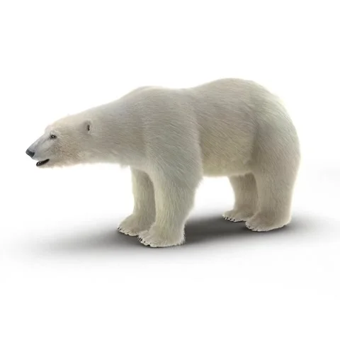 Polar Bear Stock Footage 284755255