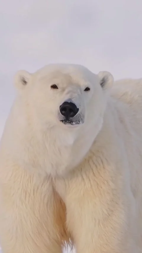 Polar bear Stock Footage 321408517