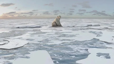 Polar bear glacier north pole iceberg cold walking on 4k illustration footage Vídeo Stock 334032317