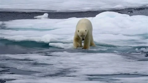 Polar bear glacier north pole iceberg cold walking on 4k illustration footage Vídeo Stock 334032321