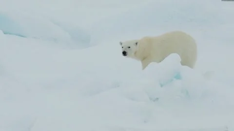 Polar bear glacier north pole iceberg cold walking on 4k illustration footage Vídeo Stock 334032331