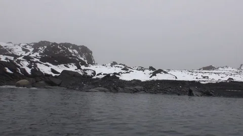Polar bear go in search of food in Nordic badlands of Spitsbergen. Stock Footage